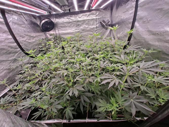 Pure MICHIGAN  BX. Week 9 - 2609