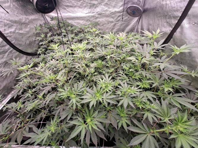 Pure MICHIGAN  BX. Week 9 - 2609