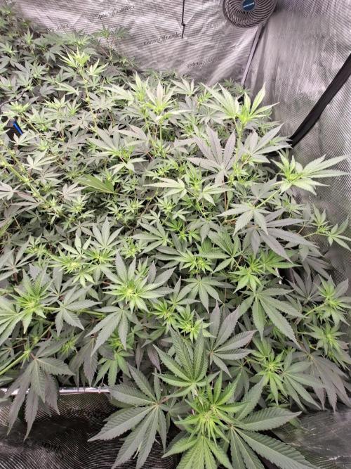 Pure MICHIGAN  BX. Week 9 - 2609