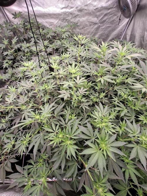 Pure MICHIGAN  BX. Week 9 - 26/09