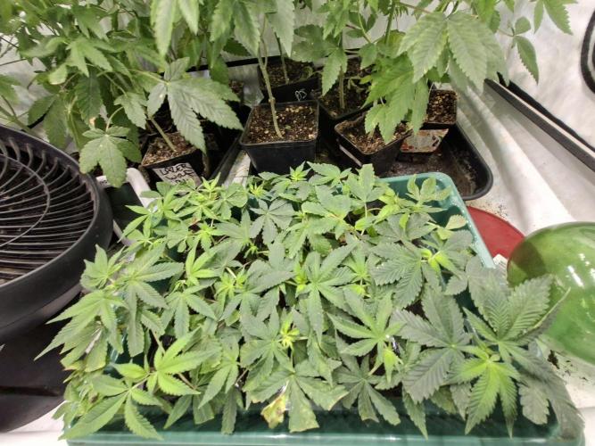 Pure MICHIGAN  BX. Week 9 - les clones qui attendent la selection en cours 27/09