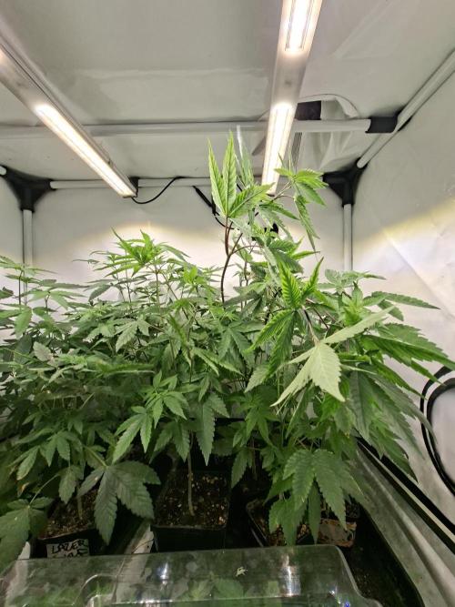 GMO x Sherb Crasher. Week 7