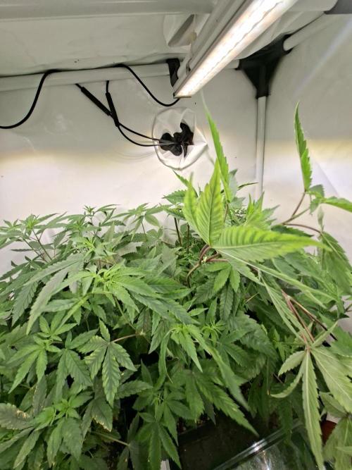 GMO x Sherb Crasher. Week 7