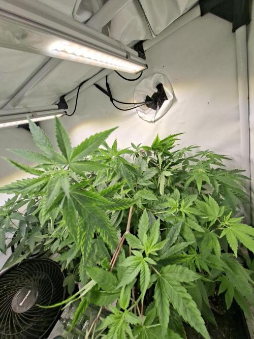 GMO x Sherb Crasher. Week 7