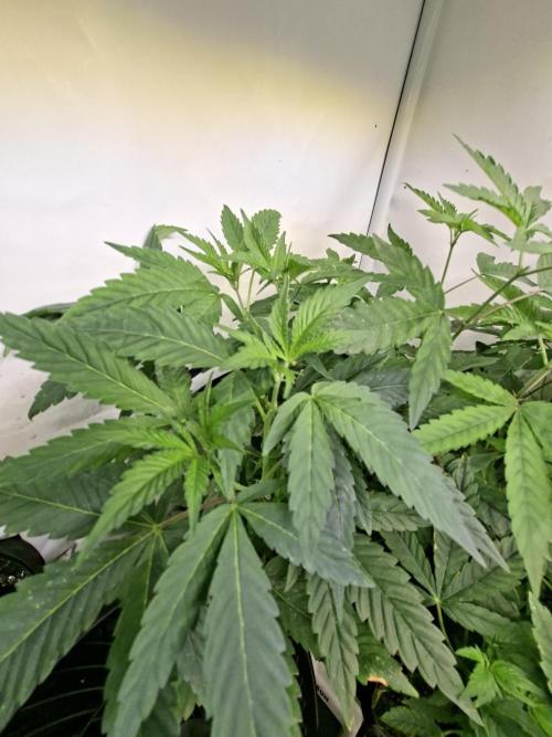 Lazer Wolf BX. Week 7