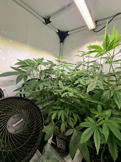 Lazer Wolf BX. Week 7