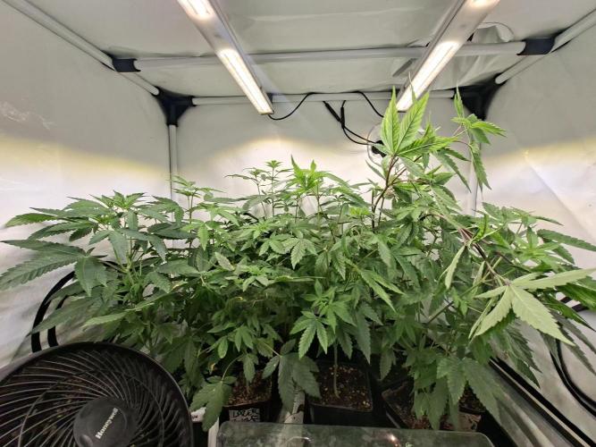 Cosmic Pop Rocks. Week 7