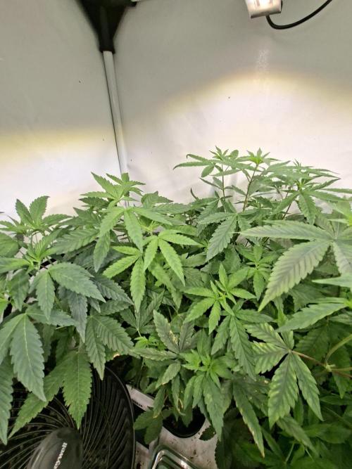 Cosmic Pop Rocks. Week 7