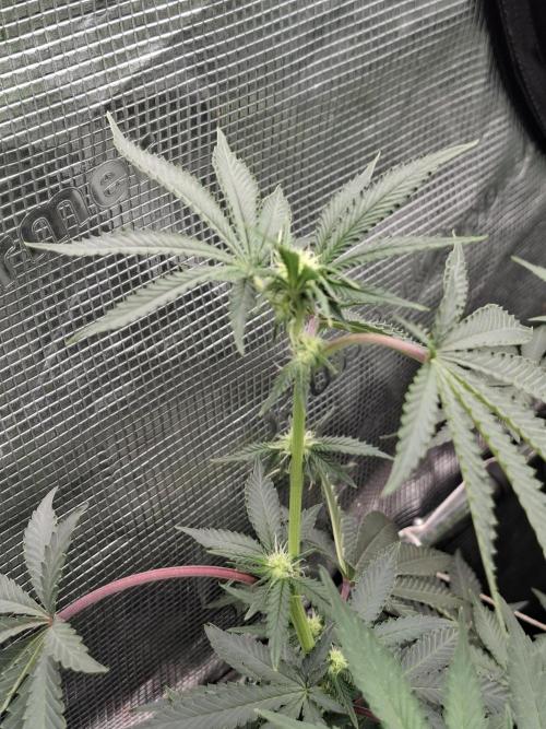 Rainbow Belts 3.0. Week 12