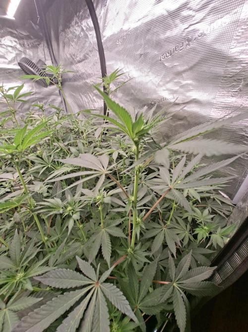 Pure MICHIGAN  BX. Week 10