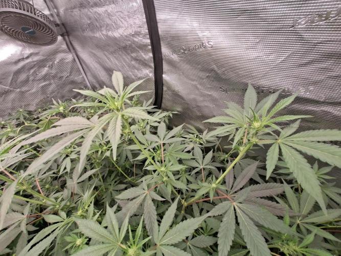 Pure MICHIGAN  BX. Week 10