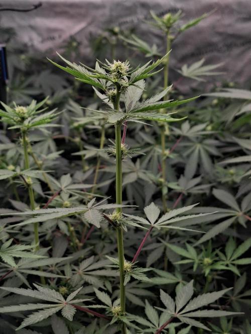 Pure MICHIGAN  BX. Week 10