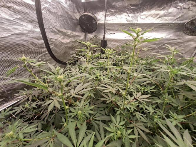 Pure MICHIGAN  BX. Week 10