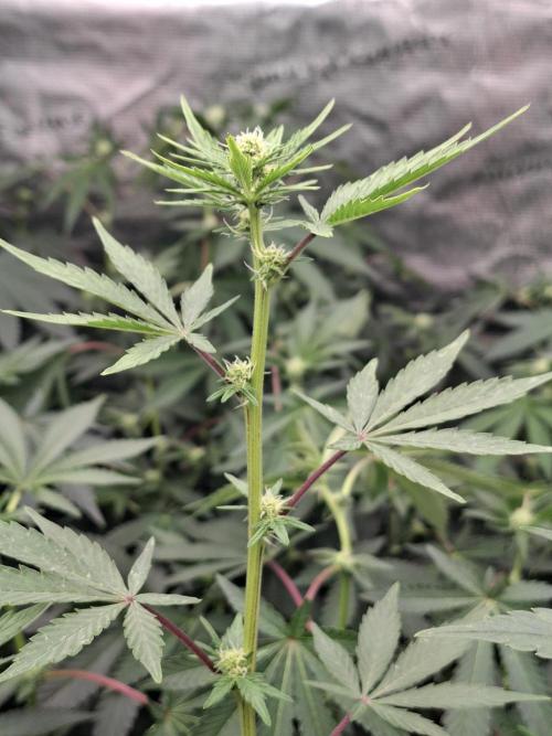 Pure MICHIGAN  BX. Week 10