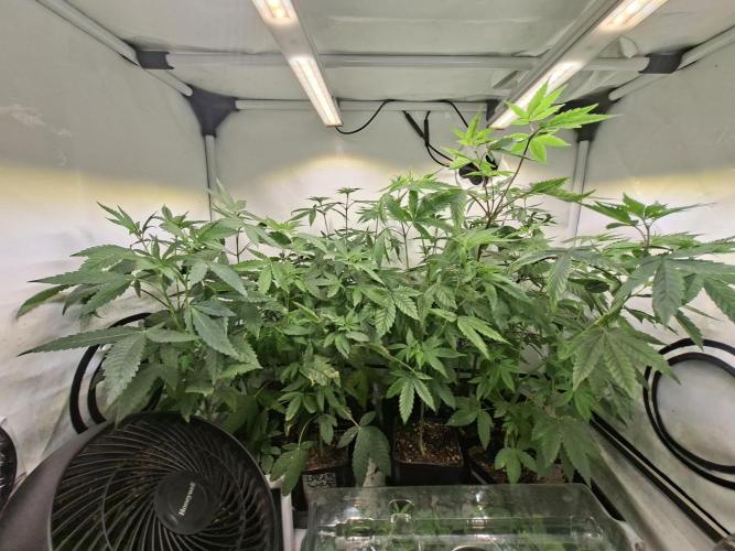 Lazer Wolf BX. Week 8