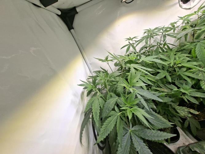 Lazer Wolf BX. Week 8