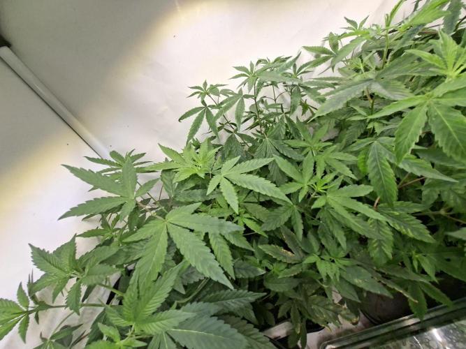 Cosmic Pop Rocks. Week 8