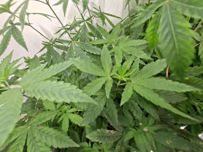 Cosmic Pop Rocks. Week 8
