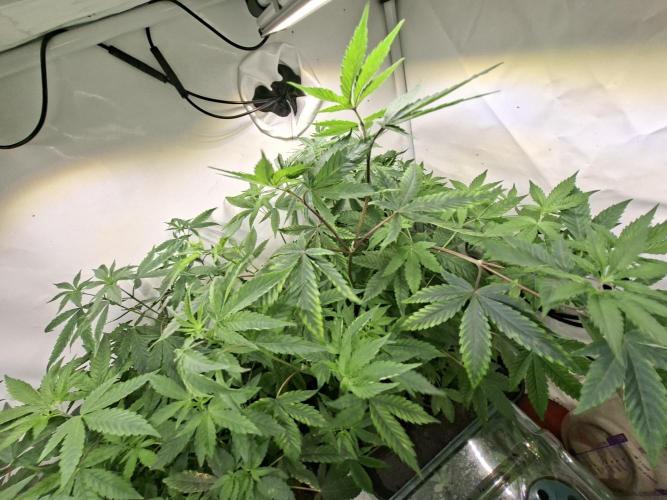 GMO x Sherb Crasher. Week 8