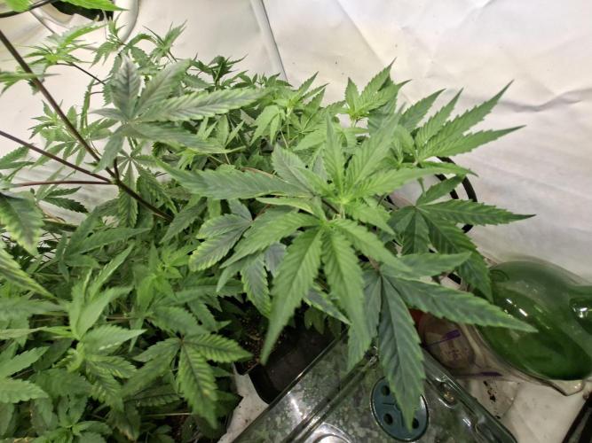 GMO x Sherb Crasher. Week 8
