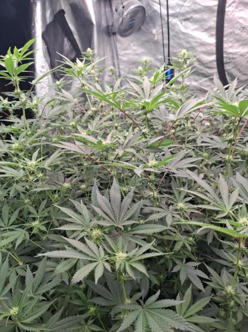 Puremich BX Regular. Week 10