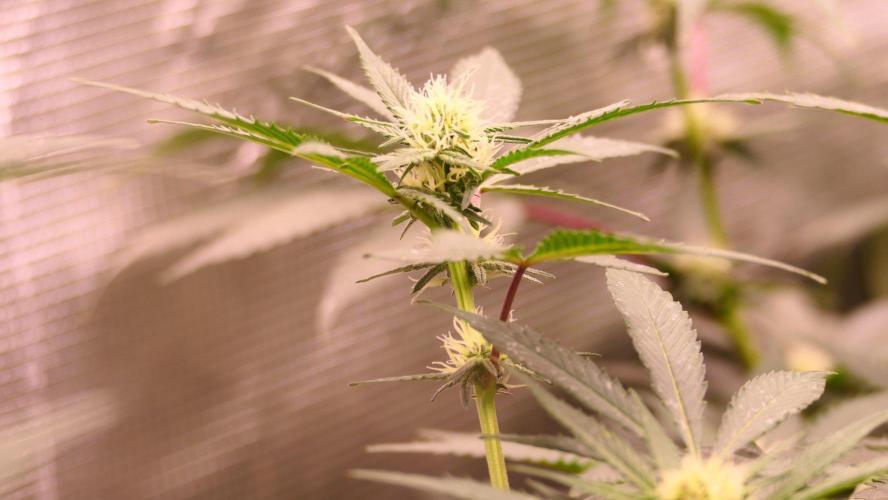 Puremich BX Regular. Week 10