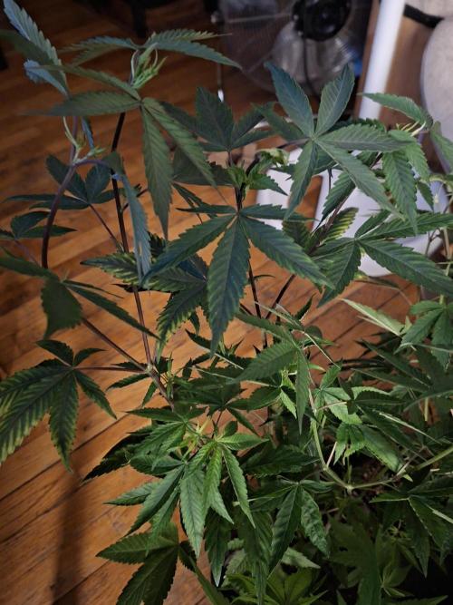 GMO x Sherb Crasher. Week 9