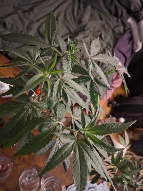 GMO x Sherb Crasher. Week 9
