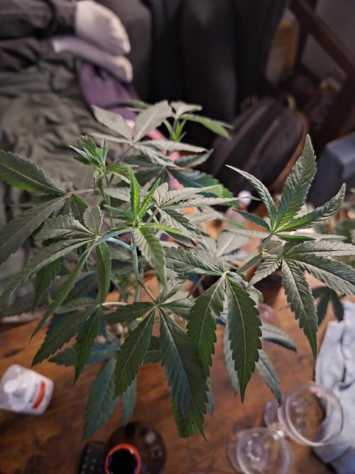 GMO x Sherb Crasher Regular. Week 9
