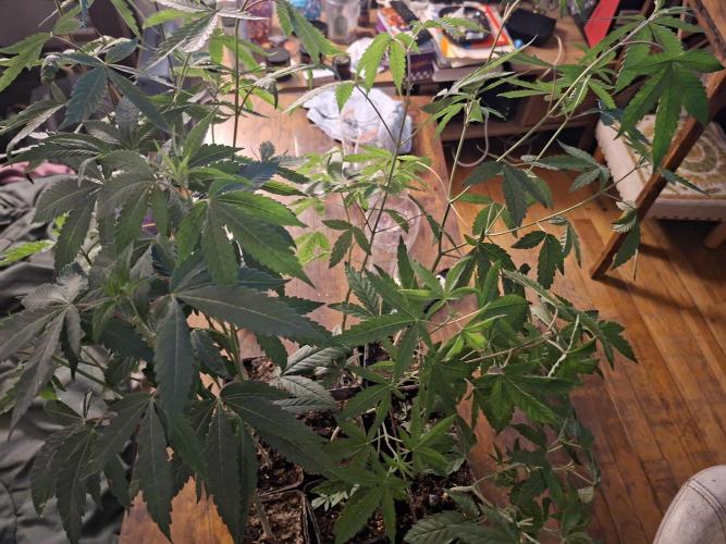 Cosmic Pop Rocks. Week 9