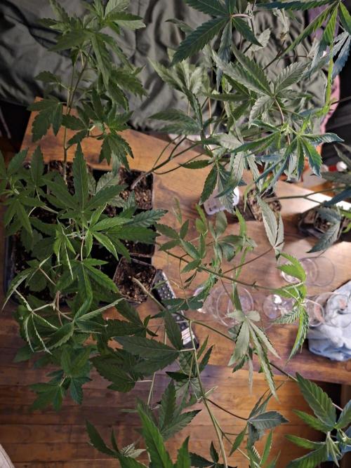 Cosmic Pop Rocks. Week 9