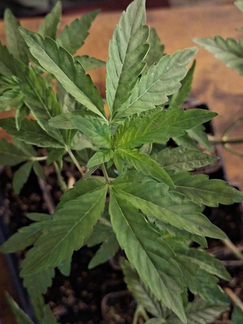 Cosmic Pop Rocks. Week 9