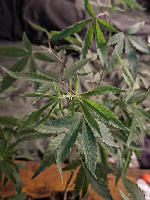 Cosmic Pop Rocks. Week 9