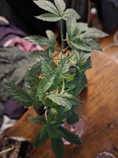 Lazer Wolf BX. Week 9