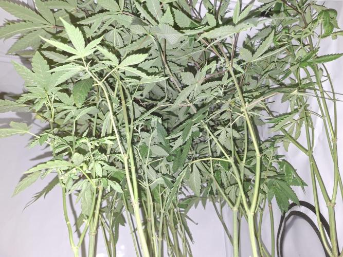 Lazer Wolf BX. Week 11