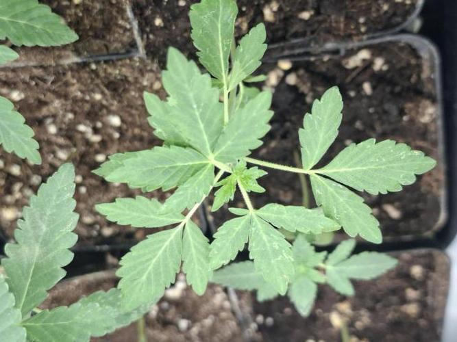 Pure MICHIGAN  BX. Week 1