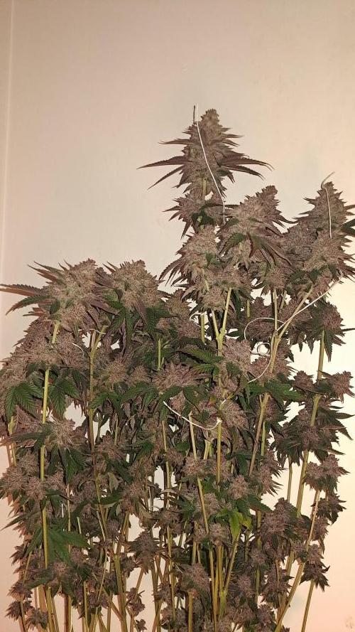Tent X Ultimate grow /Berry Bonds. Week 17