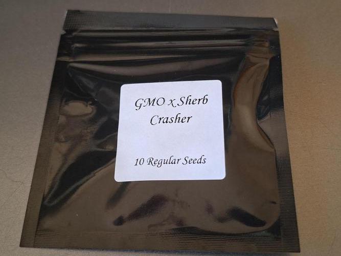 GMO x Sherb Crasher. Week 0