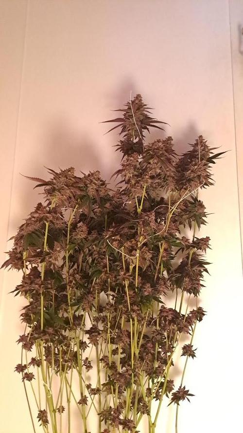 Tent X Ultimate grow /Berry Bonds. Week 17