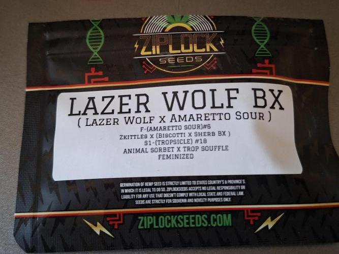 Lazer Wolf . Week 0