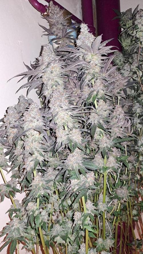 Tent X Ultimate grow /Berry Bonds. Week 17