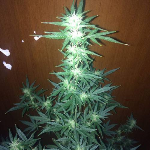 Purple Bud Turkish. Week 9