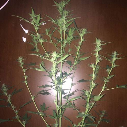 Purple Bud Turkish. Week 9