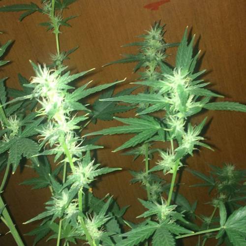 Purple Bud Turkish. Week 9