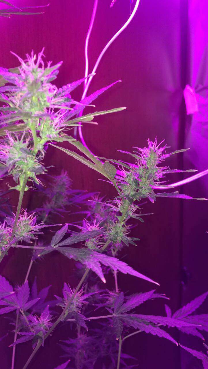 Seedsman Purple Bud grow diary (journal) week11 by MariaJuana420 GrowDiaries