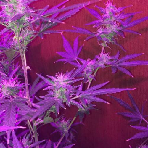 Purple Bud Turkish. Week 11