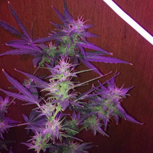 Purple Bud Turkish. Week 11