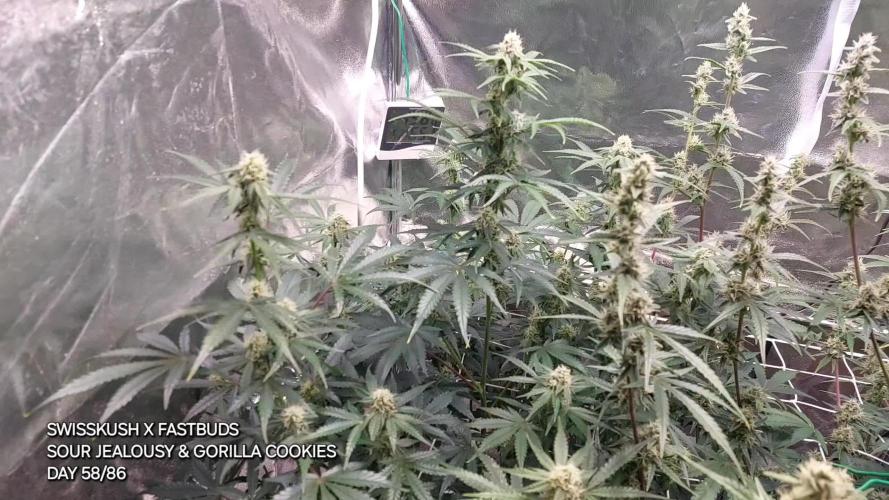 GORILLA COOKIES AUTO LIGHTMIX