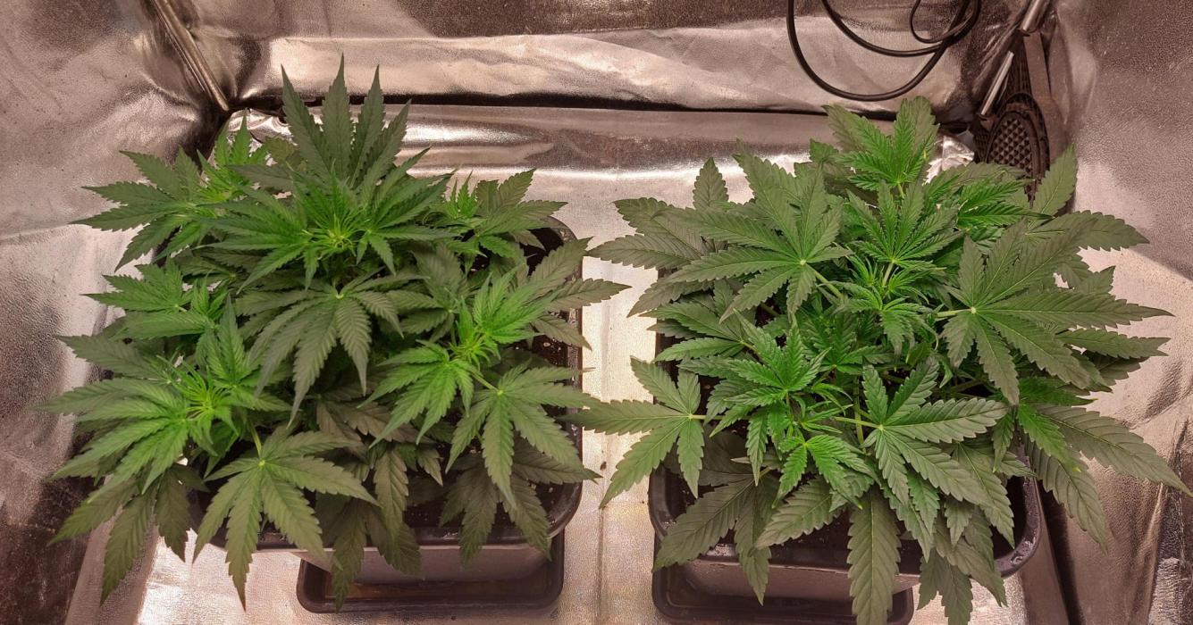 The Pineapple Milky Way F1 Express. Week 5 - Week 5