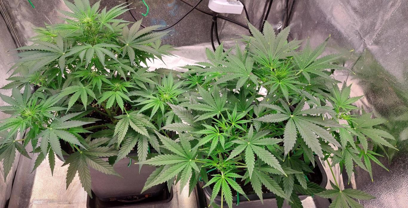 The Pineapple Milky Way F1 Express. Week 6